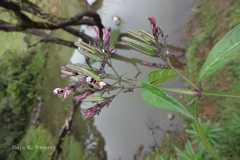 Andrographis producta